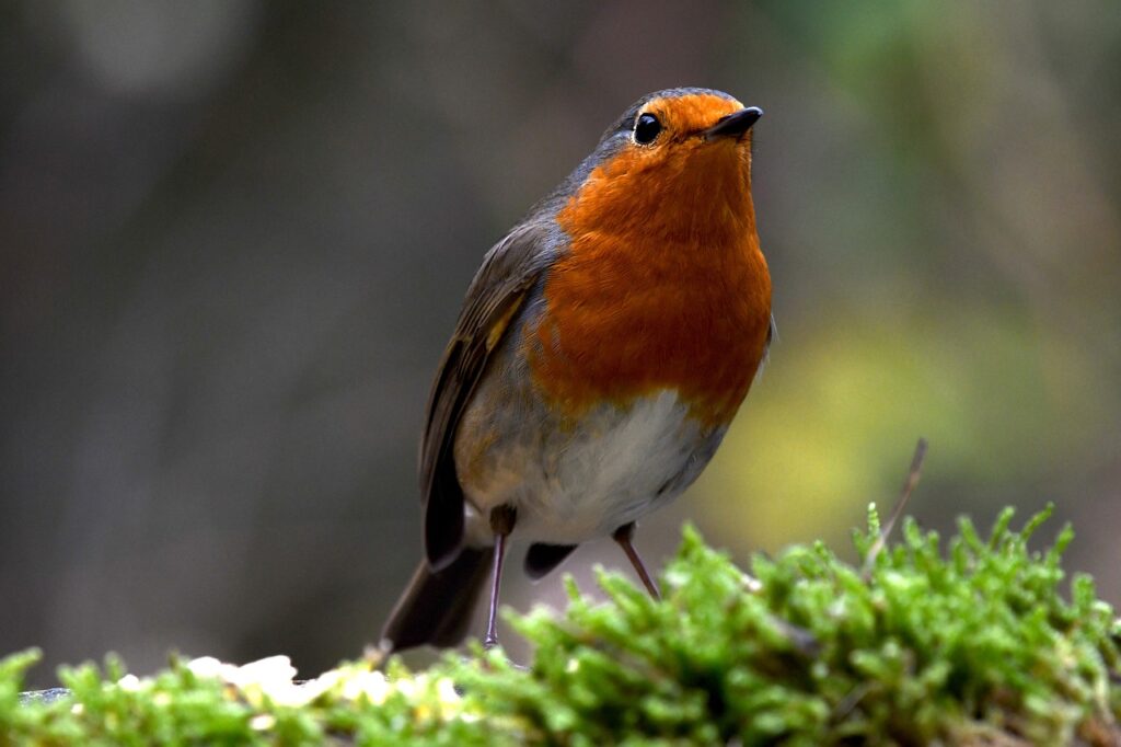 robin, red, bird-4681424.jpg